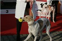 z_vystava_chrtu_Czech_Greyhound_Racing_Federation_NQ1M0363.JPG