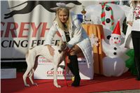 z_vystava_chrtu_Czech_Greyhound_Racing_Federation_NQ1M0380.JPG
