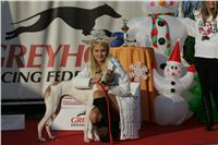 z_vystava_chrtu_Czech_Greyhound_Racing_Federation_NQ1M0384.JPG