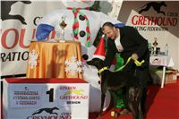 z_vystava_chrtu_Czech_Greyhound_Racing_Federation_NQ1M0477.JPG