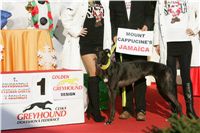 z_vystava_chrtu_Czech_Greyhound_Racing_Federation_NQ1M0497.JPG