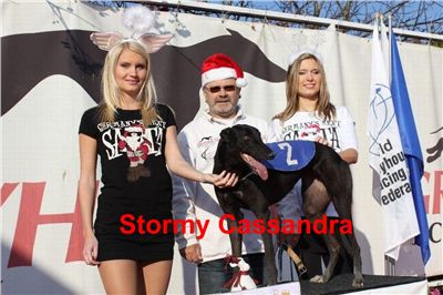 Stormy_Cassandra_Mikulas_Greyhound_Race_2011_Czech_Greyhound_Racing_Federation_IMG_1335-u.jpg