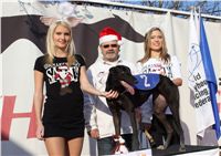 Cassandra_Mikulas_dostihy_chrtu_Czech_Greyhound_Racing_Federation-v_titulni_foto.JPG