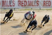 Mikulas_Greyhound_Race_dostihy_chrtu_300m_Czech_Greyhound_Racing_Federation_4.jpg