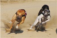 Mikulas_Greyhound_Race_dostihy_chrtu_525m_Czech_Greyhound_Racing_Federation_5.JPG