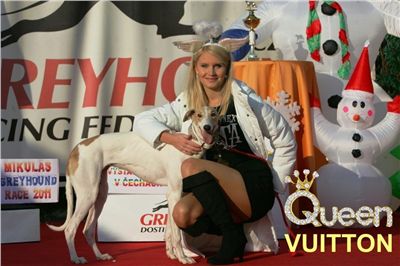 Greyhound_Puppy_Queen_Vuitton_Czech_Greyhound_Racing_Federation_NQ1M0398.jpg