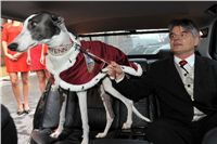 Greyhound_Cayenn_Velmistr_limo_fs_0025.jpg