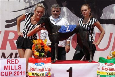 Winner_Stormy_Cassandra_Czech_Greyhound_Racing_Federation_DSC00316.jpg
