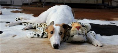 Puppy_Big_Daddy_Louis_Czech_Greyhound_Racing_Federation_IMG_2226.JPG