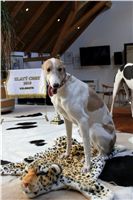 Offsprings_Big_Daddy_Cool_Czech_Greyhound_Racing_Federation_IMG_2058.JPG