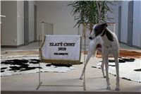 Velmistr_White_Elbony_Czech_Greyhound_Racing_Federation_IMG_1912.JPG