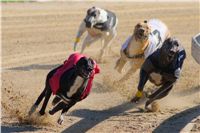 0027_Czech_Derby_Czech_Greyhound_Racing_Federation_DSC02361.JPG