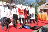 0033_Czech_Derby_Czech_Greyhound_Racing_Federation_IMG_0343.JPG