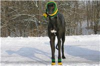 Greyhound_Jamaica_2_Running_Gag_CGDF.jpg