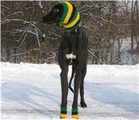 Greyhound_Jamaica_3_Running_Gag_CGDF.jpg