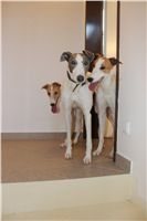 Greyhound_Schooling_Academy_Czech_Greyhound_Racing_Federation_1831.JPG