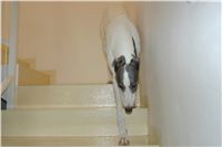 Greyhound_Schooling_Academy_Czech_Greyhound_Racing_Federation_DSC03858.JPG