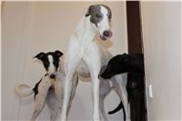 Greyhound_Schooling_Academy_Czech_Greyhound_Racing_Federation_IMG_2278.JPG