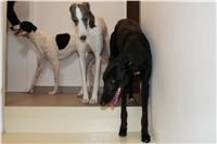 Greyhound_Schooling_Academy_Czech_Greyhound_Racing_Federation_IMG_2305.JPG