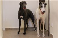 Greyhound_Schooling_Academy_Czech_Greyhound_Racing_Federation_IMG_2318.JPG