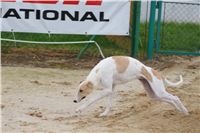 Zlaty_Chrt_Design_Vuitton_Czech_Greyhound_Racing_Federation_DSC03146.JPG