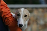Zlaty_Chrt_Design_Vuitton_Czech_Greyhound_Racing_Federation_NQ1M4735.jpg