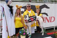 010_Zlaty_Chrt_Velmistr_White_Czech_Greyhound_Racing_Federation_DSC07456.jpg