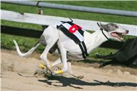 015_Zlaty_Chrt_Velmistr_White_Czech_Greyhound_Racing_Federation_NQ1M0123.jpg