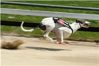 017_Zlaty_Chrt_Velmistr_White_Czech_Greyhound_Racing_Federation_NQ1M0521.jpg