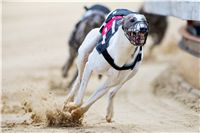 018_Zlaty_Chrt_Velmistr_White_Czech_Greyhound_Racing_Federation_autor_M_Kozak_1.jpg