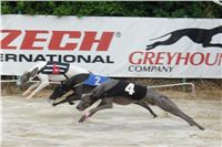 019_Zlaty_Chrt_Velmistr_White_Czech_Greyhound_Racing_Federation_DSC00300.jpg