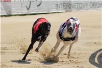 020_Zlaty_Chrt_Velmistr_White_Czech_Greyhound_Racing_Federation_DSC09208.jpg