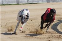 022_Zlaty_Chrt_Velmistr_White_Czech_Greyhound_Racing_Federation_DSC00515.jpg