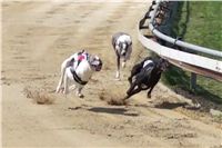 023_Zlaty_Chrt_Velmistr_White_Czech_Greyhound_Racing_Federation_federace_23s127.jpg