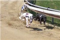 024_Zlaty_Chrt_Velmistr_White_Czech_Greyhound_Racing_Federation_58s234.jpg