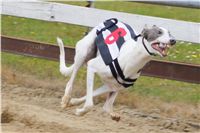 025_Zlaty_Chrt_Velmistr_White_Czech_Greyhound_Racing_Federation_DSC03065.jpg