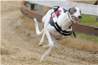 026_Zlaty_Chrt_Velmistr_White_Czech_Greyhound_Racing_Federation_DSC03063.jpg