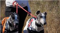 027_Zlaty_Chrt_Velmistr_White_Czech_Greyhound_Racing_Federation_DSC02433.jpg