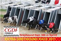 012_Zlaty_Chrt_Dior_Czech_Greyhound_Racing_Federation_DSC02963-U.jpg