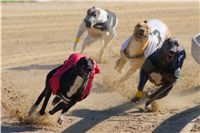 015_Zlaty_Chrt_Dior_Czech_Greyhound_Racing_Federation_DSC02361.jpg