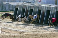 021_Zlaty_Chrt_Dior_Czech_Greyhound_Racing_Federation_NQ1M0002.jpg