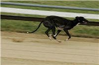 024_Zlaty_Chrt_Dior_Czech_Greyhound_Racing_Federation_NQ1M1400.jpg