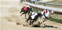 026_Zlaty_Chrt_Dior_Czech_Greyhound_Racing_Federation_NQ1M6088.JPG