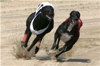 027_Zlaty_Chrt_Dior_Czech_Greyhound_Racing_Federation_NQ1M8326.jpg