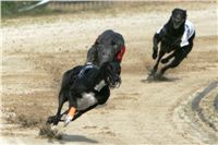 028_Zlaty_Chrt_Dior_Czech_Greyhound_Racing_Federation_NQ1M8619.jpg