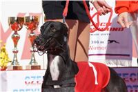 Winner_NewMac_Dior_Czech_Greyhound_Racing_Federation_DSC02348.jpg