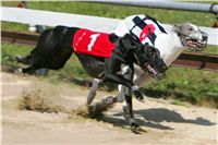 010_Zlaty_Chrt_Design_Lijane_Czech_Greyhound_Racing_Federation_NQ1M5481.jpg