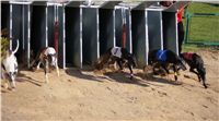 007_Zlaty_Chrt_Cassandra_Czech_Greyhound_Racing_Federation_DSC02435.jpg