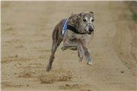 004_Zlaty_Chrt_Design_Andy_Czech_Greyhound_Racing_Federation_NQ1M9111.JPG