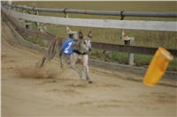 005_Zlaty_Chrt_Design_Andy_Czech_Greyhound_Racing_Federation_NQ1M9113.JPG